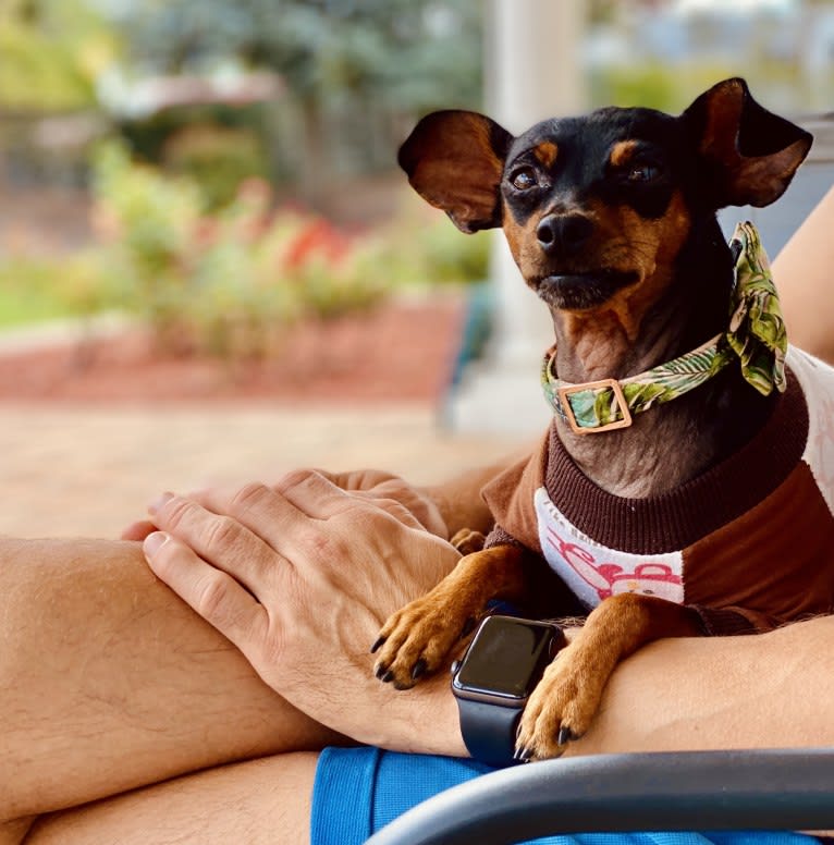 Photo of Siena, a Miniature Pinscher and Chihuahua mix in San Diego, California, USA