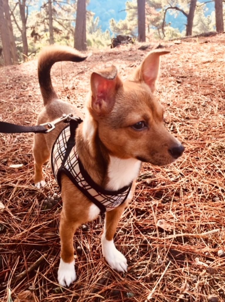 Jack, a Chihuahua and Shih Tzu mix tested with EmbarkVet.com