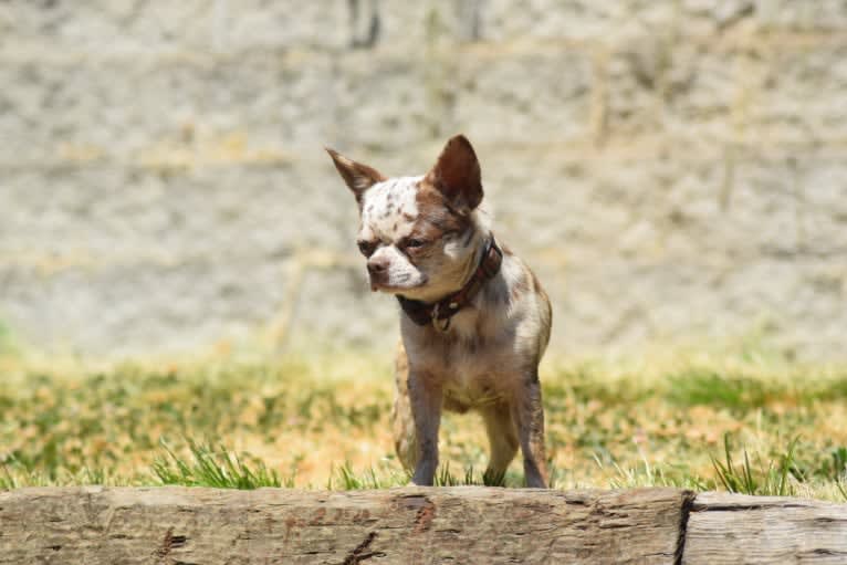 Sebastian, a Chihuahua (8.4% unresolved) tested with EmbarkVet.com