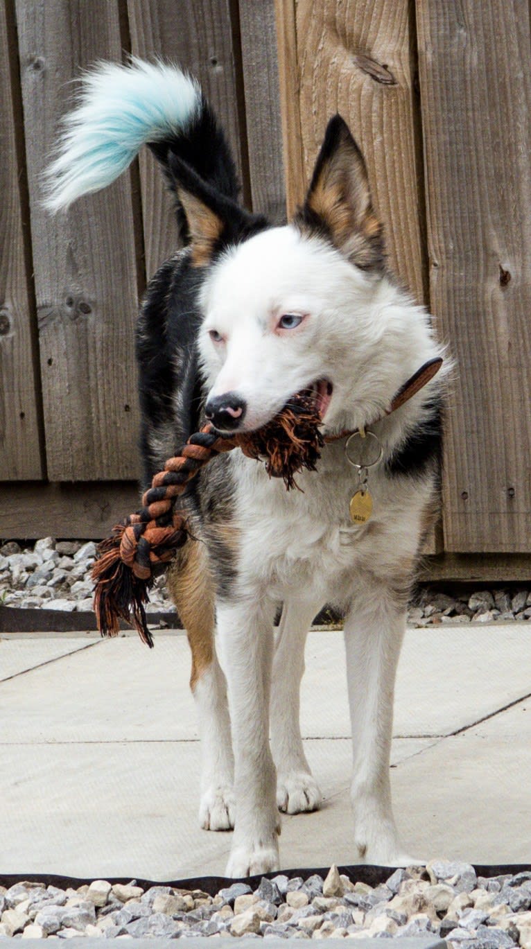 Mixie, a Border Collie tested with EmbarkVet.com