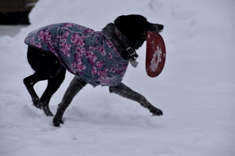 Mist, an Australian Cattle Dog and Australian Shepherd mix tested with EmbarkVet.com