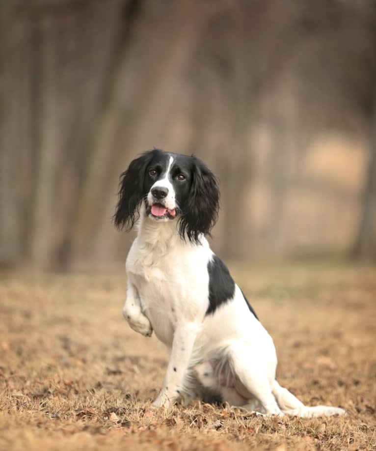 Tag, an English Springer Spaniel tested with EmbarkVet.com