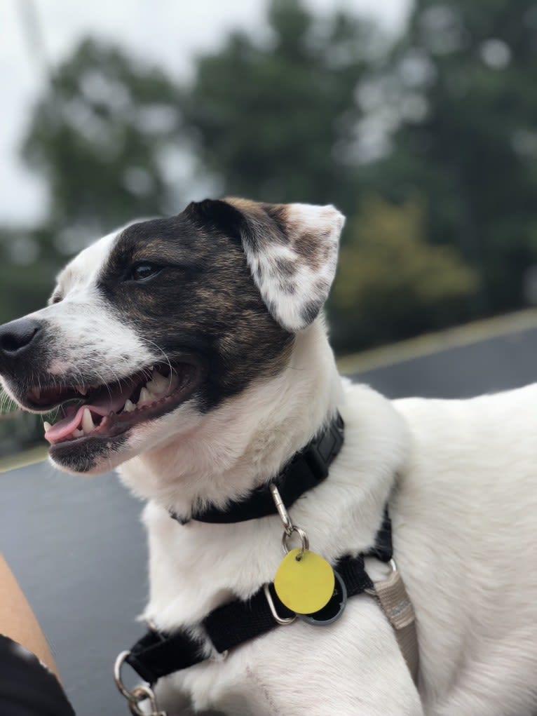 Snoopy, an Australian Cattle Dog and Pug mix tested with EmbarkVet.com