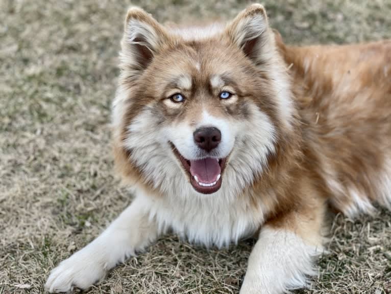 Millie, a Pomsky tested with EmbarkVet.com