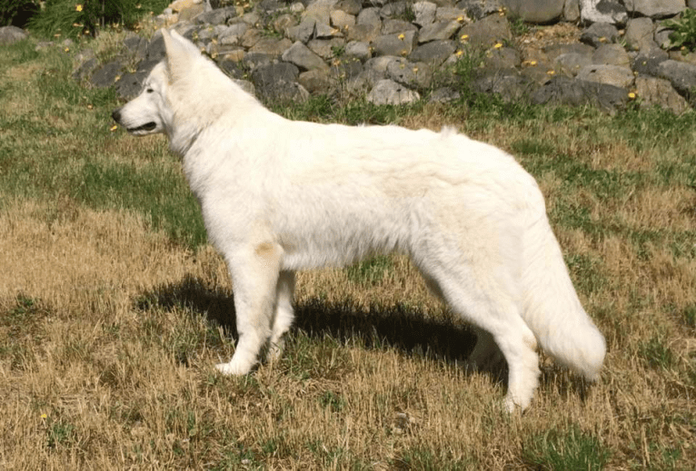 Bela, a White Shepherd tested with EmbarkVet.com