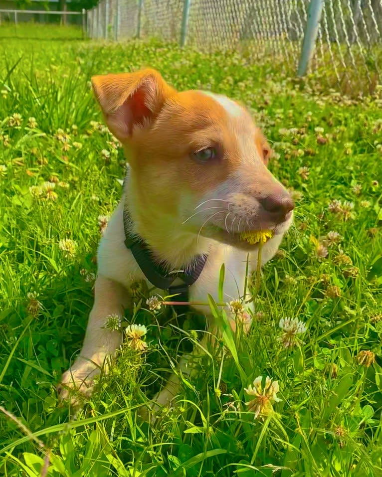 Lou, an Australian Cattle Dog and Australian Shepherd mix tested with EmbarkVet.com