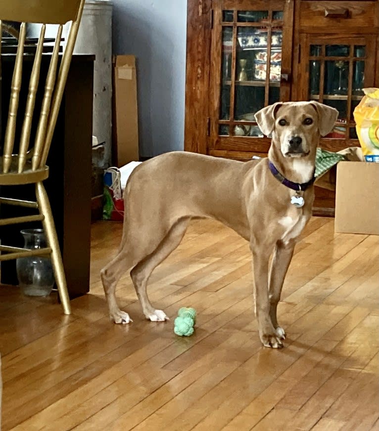 Lila, an American Pit Bull Terrier and Labrador Retriever mix tested with EmbarkVet.com