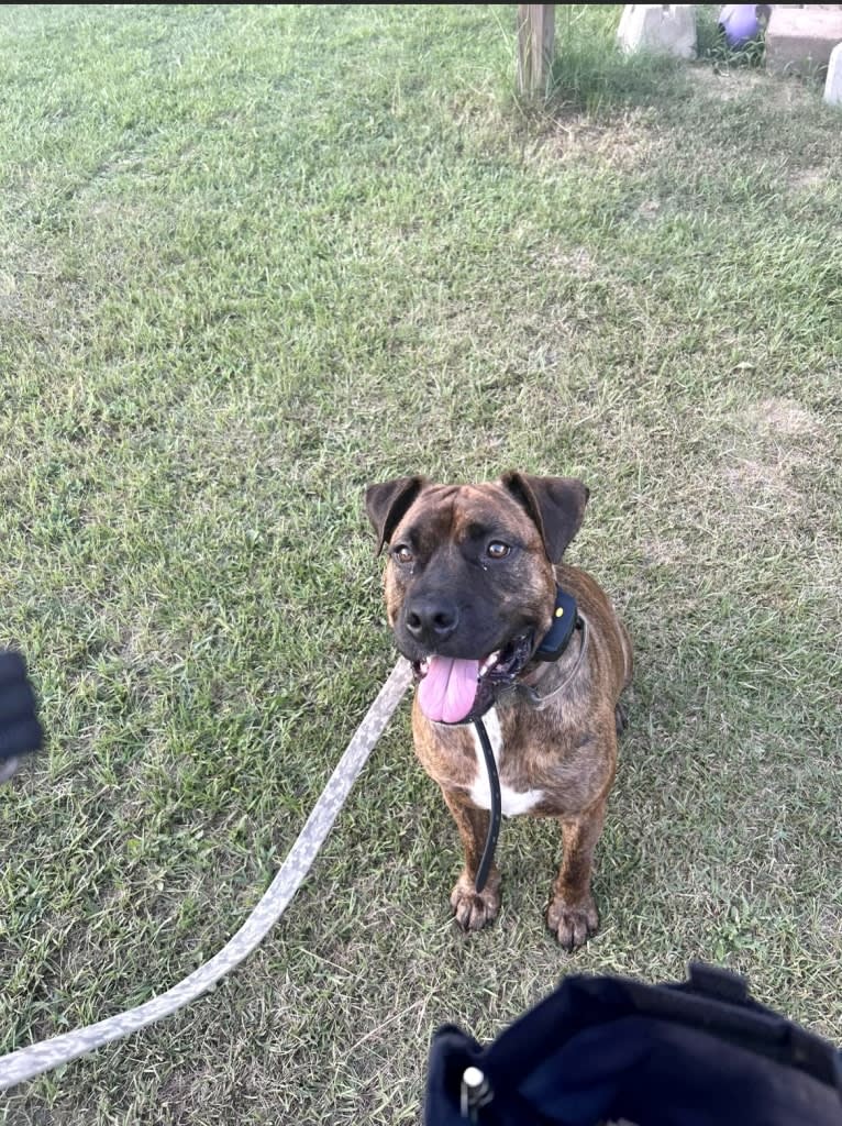 Pops, an American Staffordshire Terrier and American Pit Bull Terrier mix tested with EmbarkVet.com