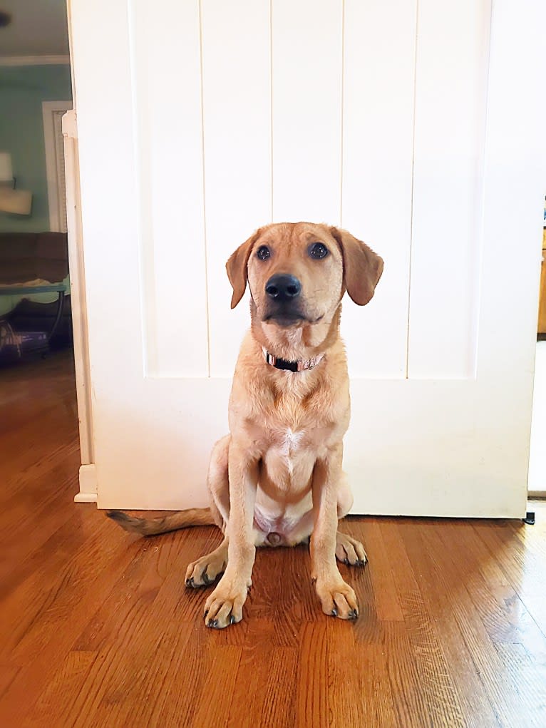 Molly, a Great Pyrenees and Golden Retriever mix tested with EmbarkVet.com