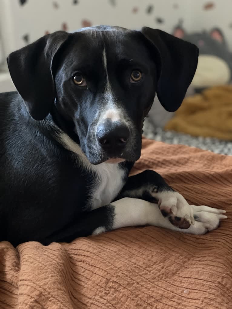 Dougal, a Treeing Walker Coonhound and American Pit Bull Terrier mix tested with EmbarkVet.com