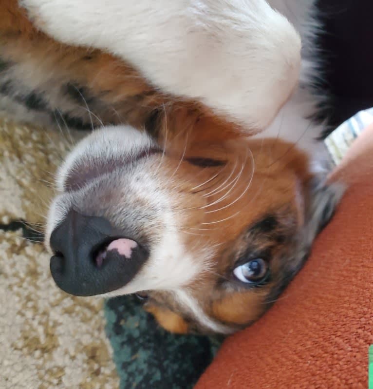 Remi, an Australian Shepherd and Border Collie mix tested with EmbarkVet.com