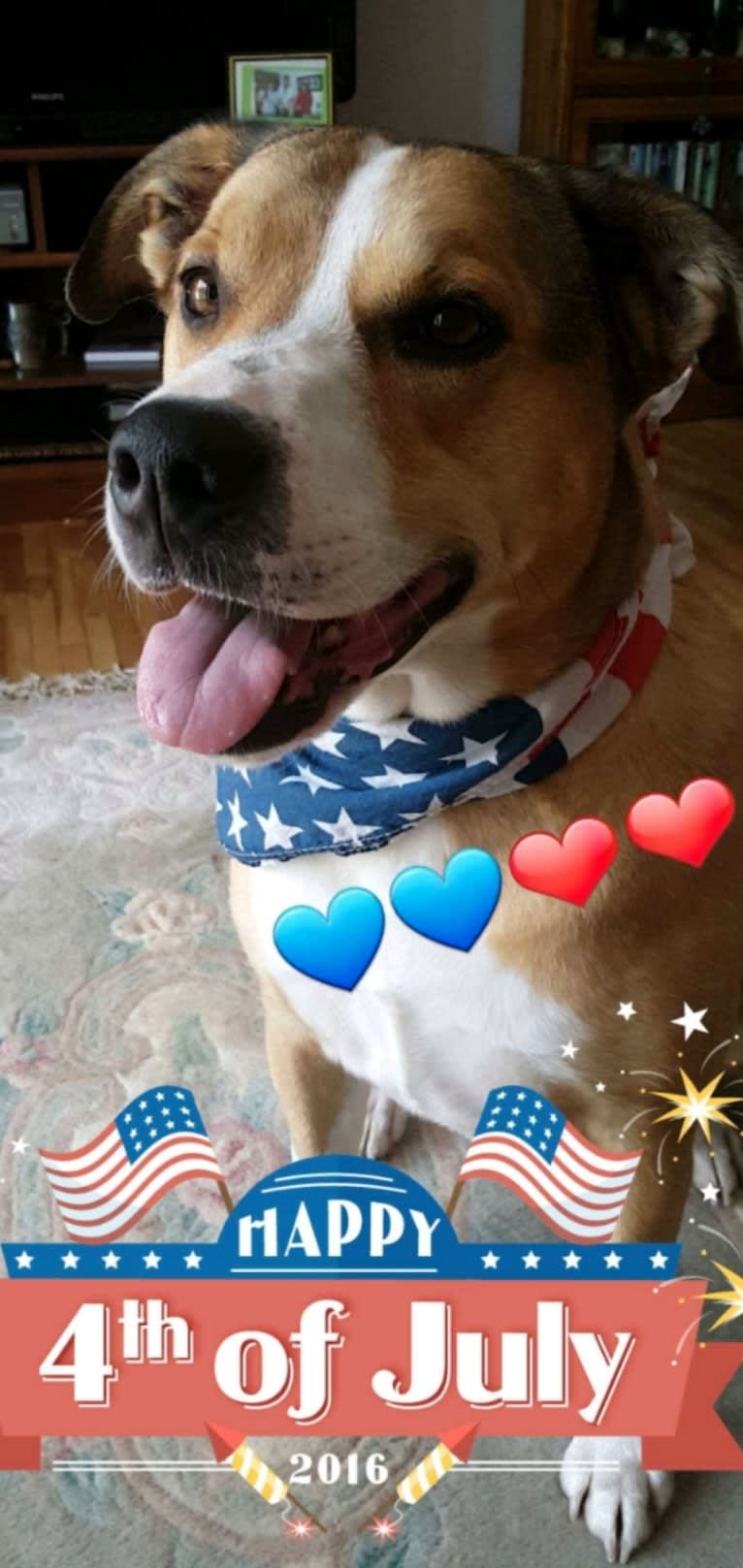 Chopper, a Bulldog and Border Collie mix tested with EmbarkVet.com