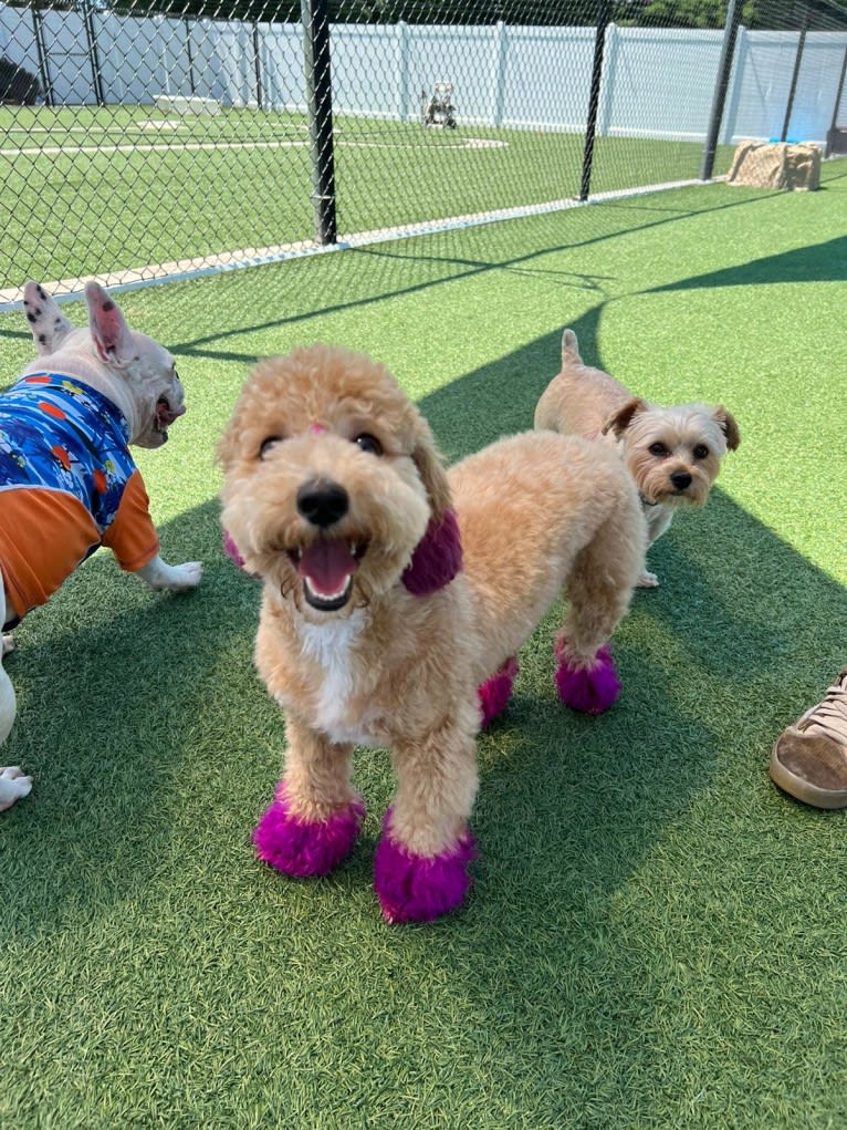 Bailee, a Bichonpoo tested with EmbarkVet.com