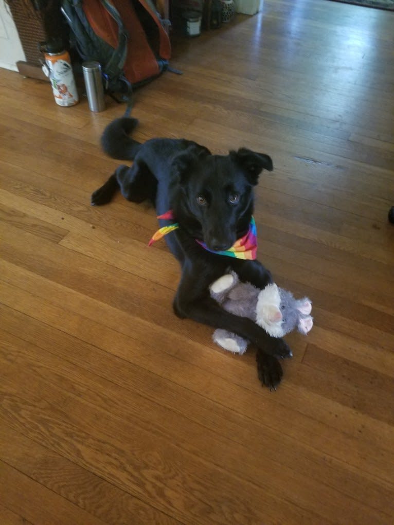 Ziggy, an Australian Cattle Dog and Collie mix tested with EmbarkVet.com