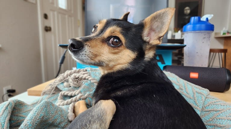 Bowser, a Chihuahua and Pomeranian mix tested with EmbarkVet.com