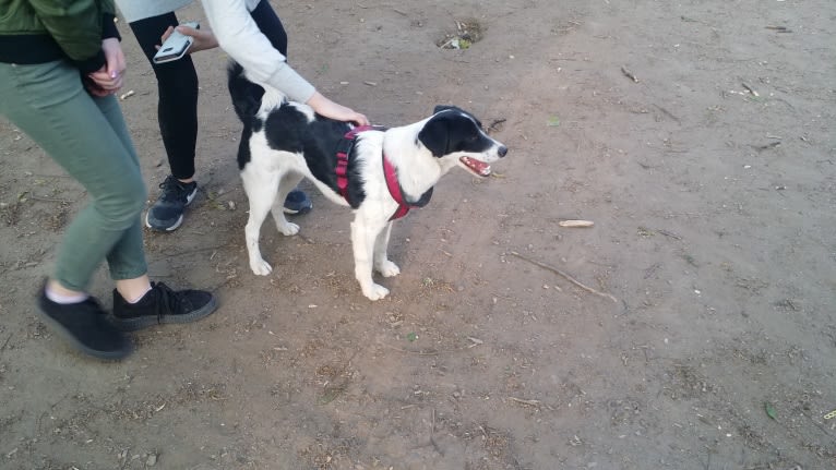 Kilida, an Eastern European Village Dog tested with EmbarkVet.com