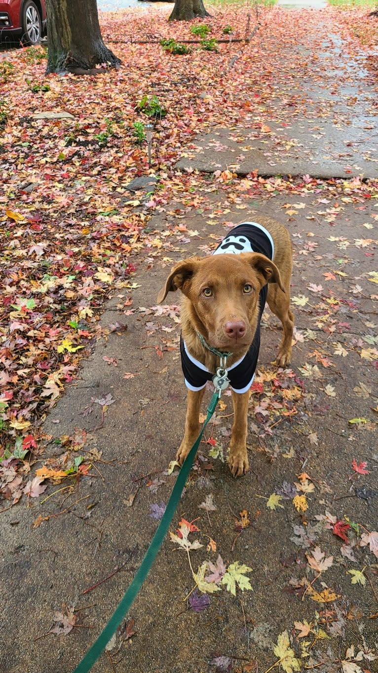 Frankie, an Australian Cattle Dog and Labrador Retriever mix tested with EmbarkVet.com