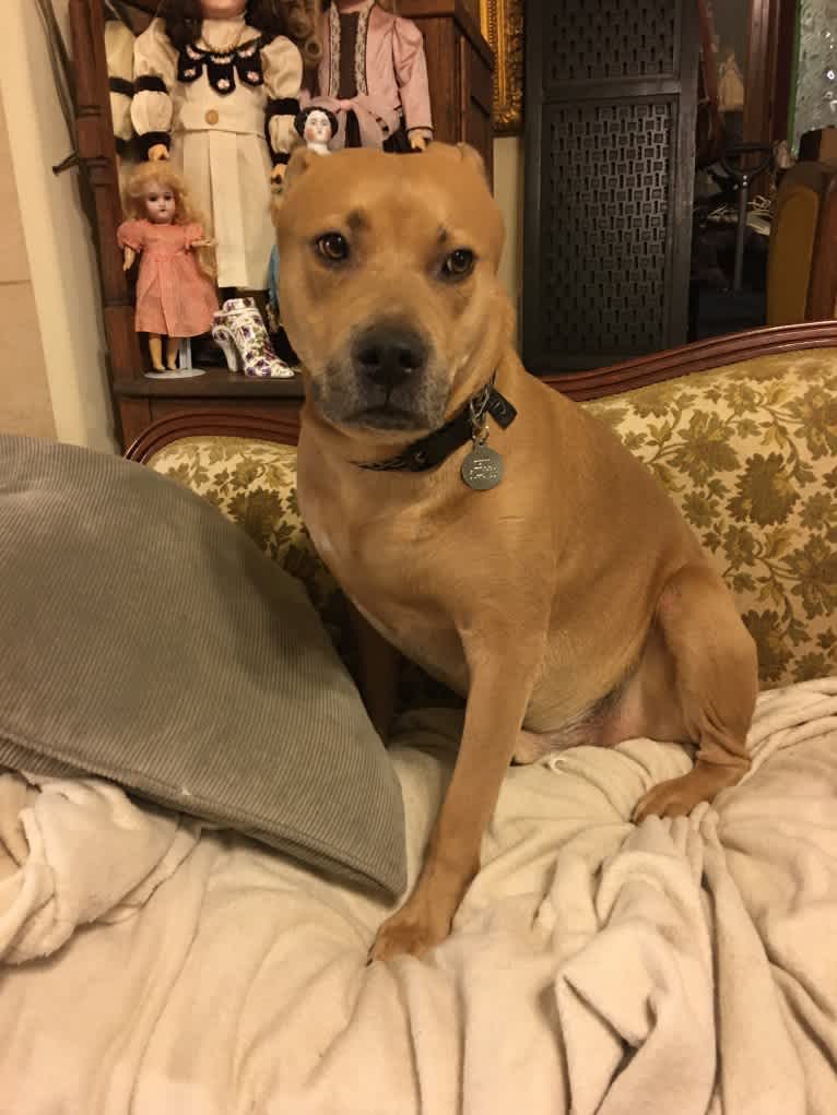 Zeus, an American Pit Bull Terrier and Labrador Retriever mix tested with EmbarkVet.com