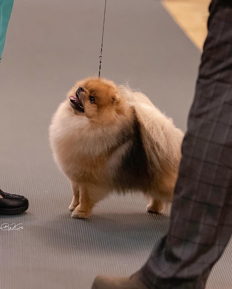 Tank, a Pomeranian tested with EmbarkVet.com