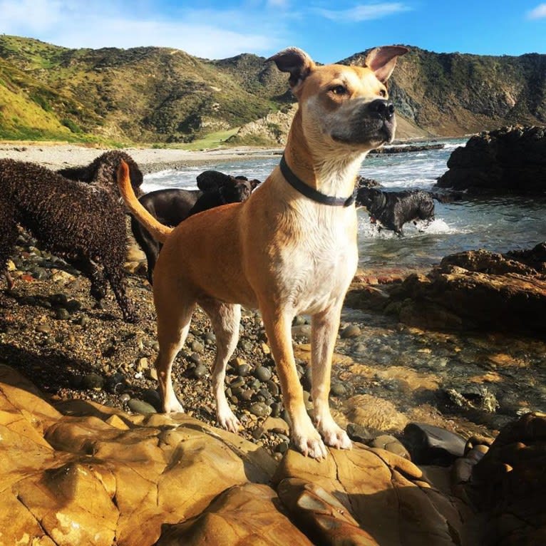 Nala, an American Pit Bull Terrier and American Bulldog mix tested with EmbarkVet.com