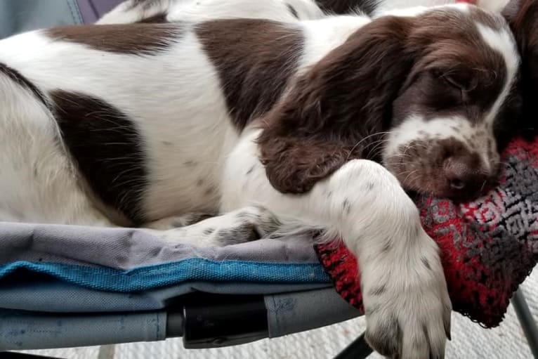 Photo of Oliver Spark de l'Amadis, a French Spaniel  in Québec, QC, Canada