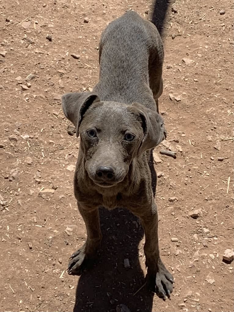 Flip, a Blue Lacy tested with EmbarkVet.com