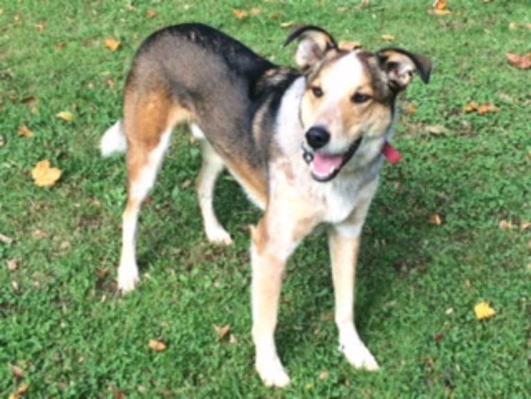 Marvin, an Australian Cattle Dog and Collie mix tested with EmbarkVet.com