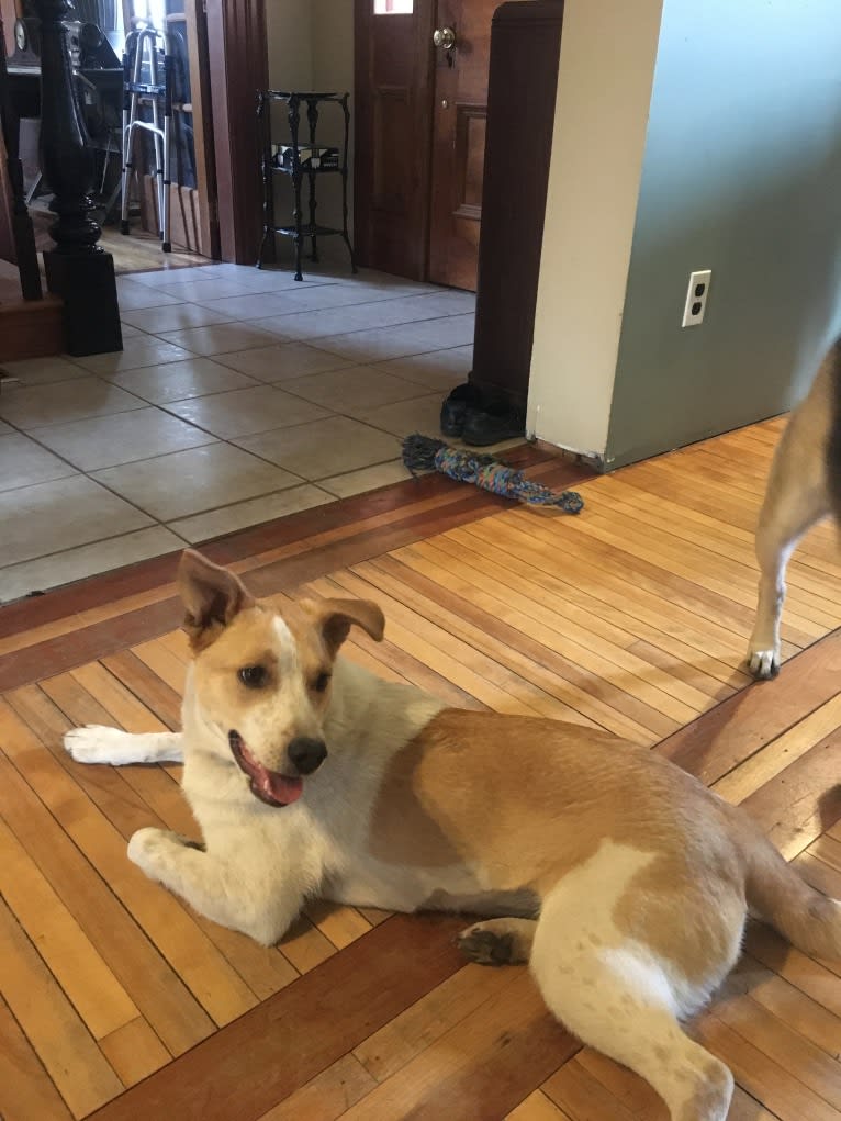 Lacey, an Australian Cattle Dog and German Shepherd Dog mix tested with EmbarkVet.com