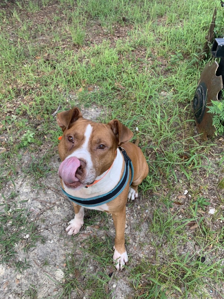 Buddy, an American Pit Bull Terrier and American Bulldog mix tested with EmbarkVet.com