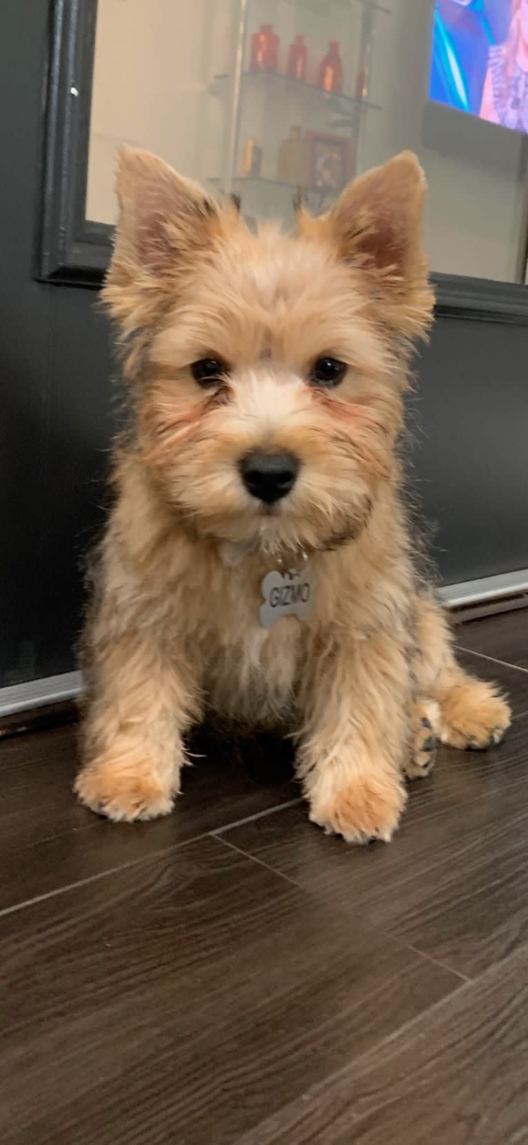 Gizmo, a Norwich Terrier tested with EmbarkVet.com