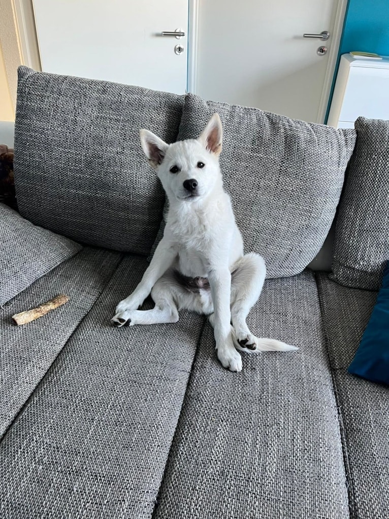 Mallow, a Canaan Dog tested with EmbarkVet.com