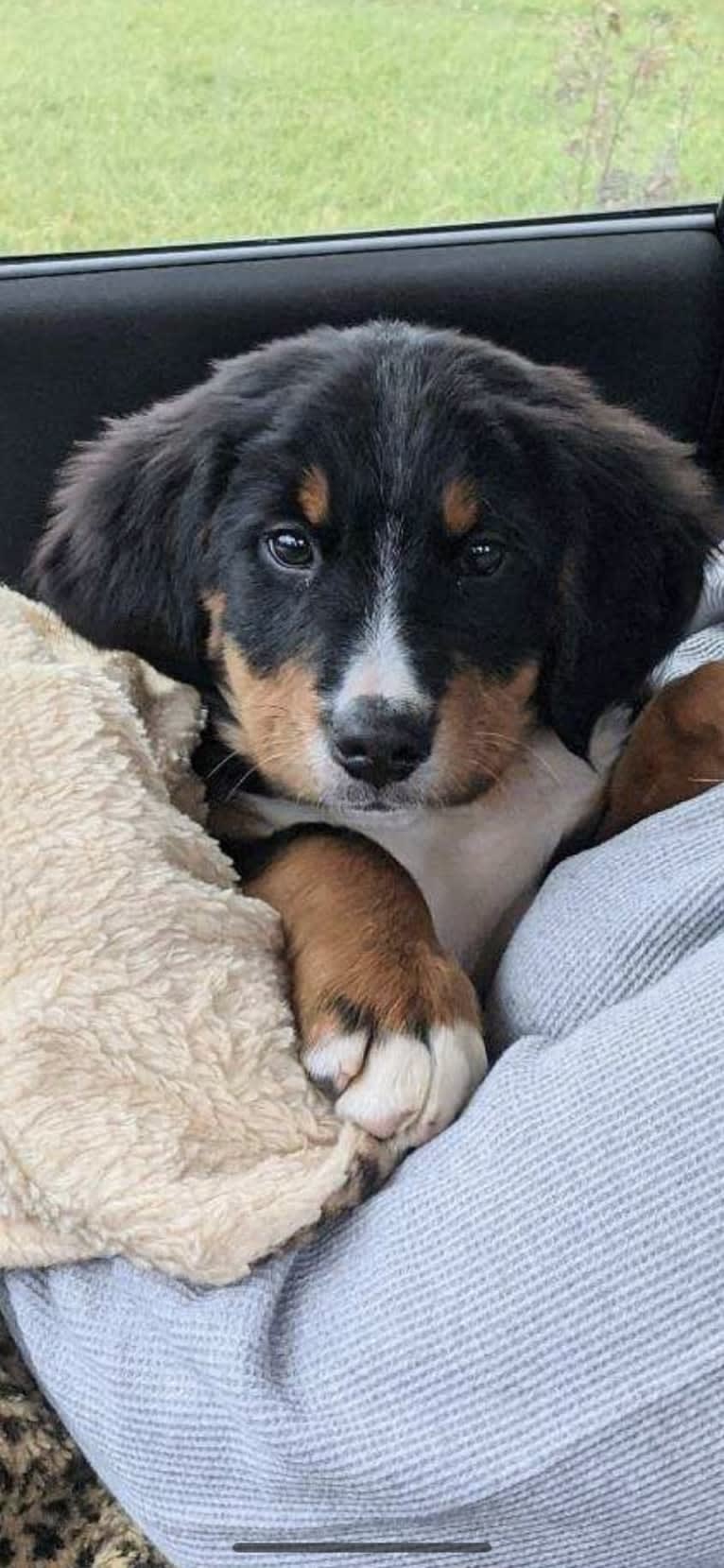 Archie, a Bernese Mountain Dog tested with EmbarkVet.com