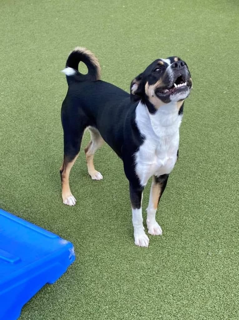 Shelby, a Boxer and Border Collie mix tested with EmbarkVet.com