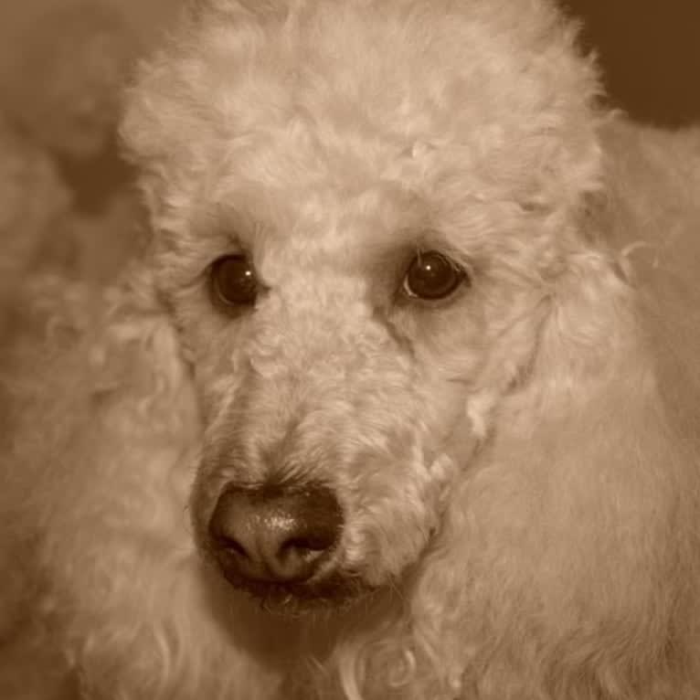Molly Poodle, a Poodle (Small) tested with EmbarkVet.com