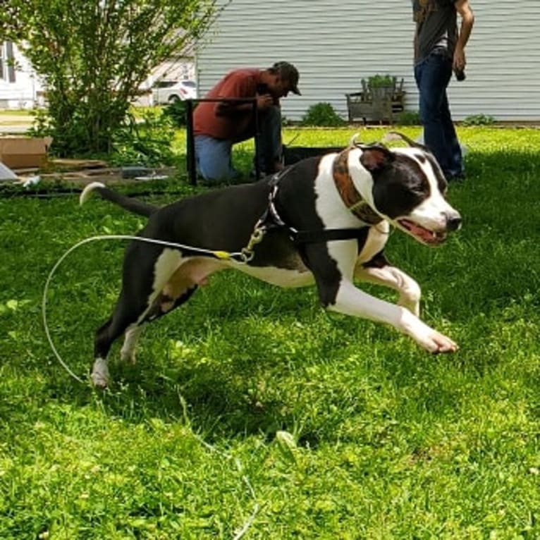 GANT'S OG RUDEBOY "ROCKY", an American Pit Bull Terrier and American Staffordshire Terrier mix tested with EmbarkVet.com