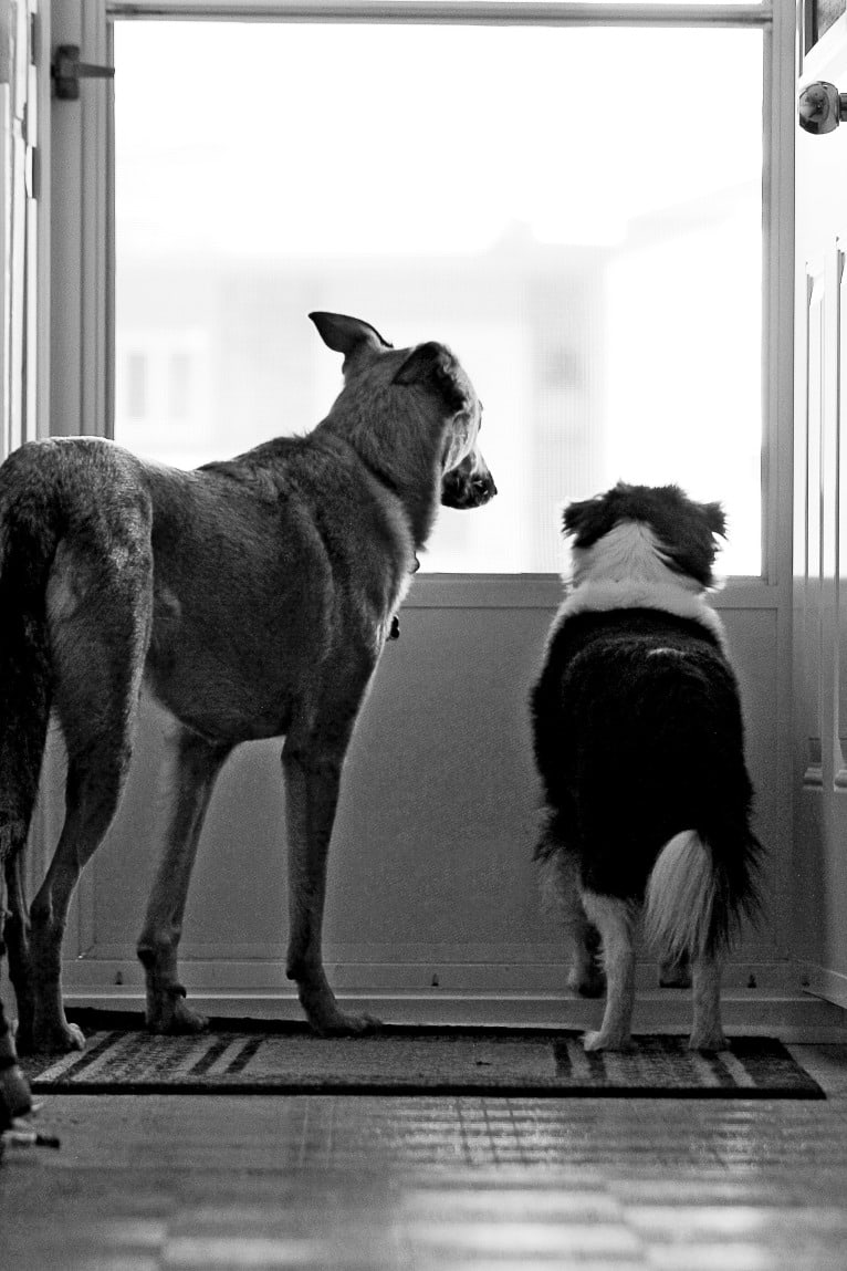 Bear, a Japanese Chin and Poodle (Small) mix tested with EmbarkVet.com