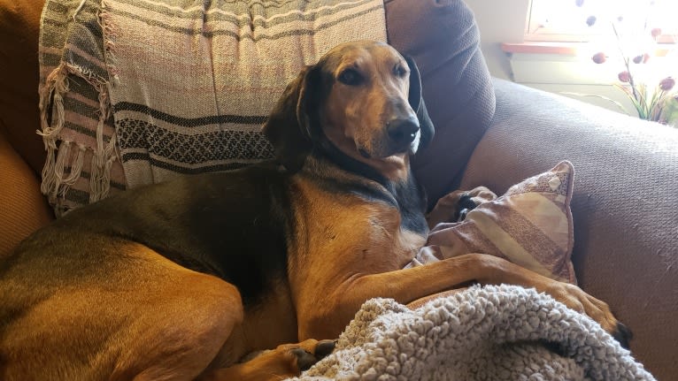 Gideon, a Greyhound and Treeing Walker Coonhound mix tested with EmbarkVet.com