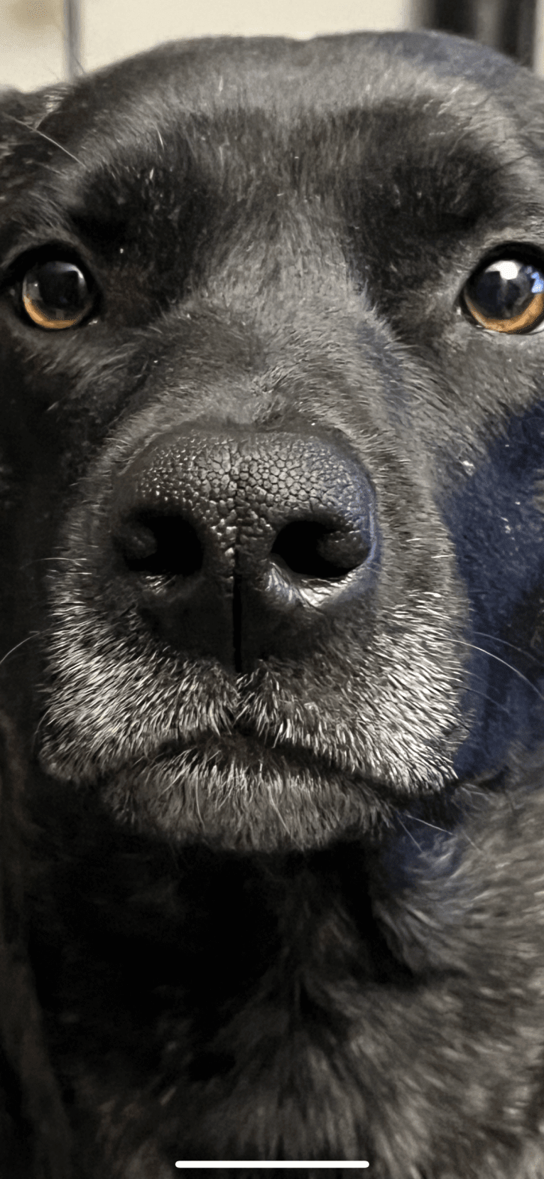 Greta, an Akita and American Pit Bull Terrier mix tested with EmbarkVet.com