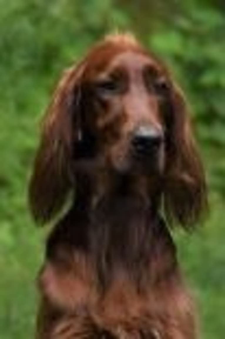Morgan, an Irish Setter tested with EmbarkVet.com