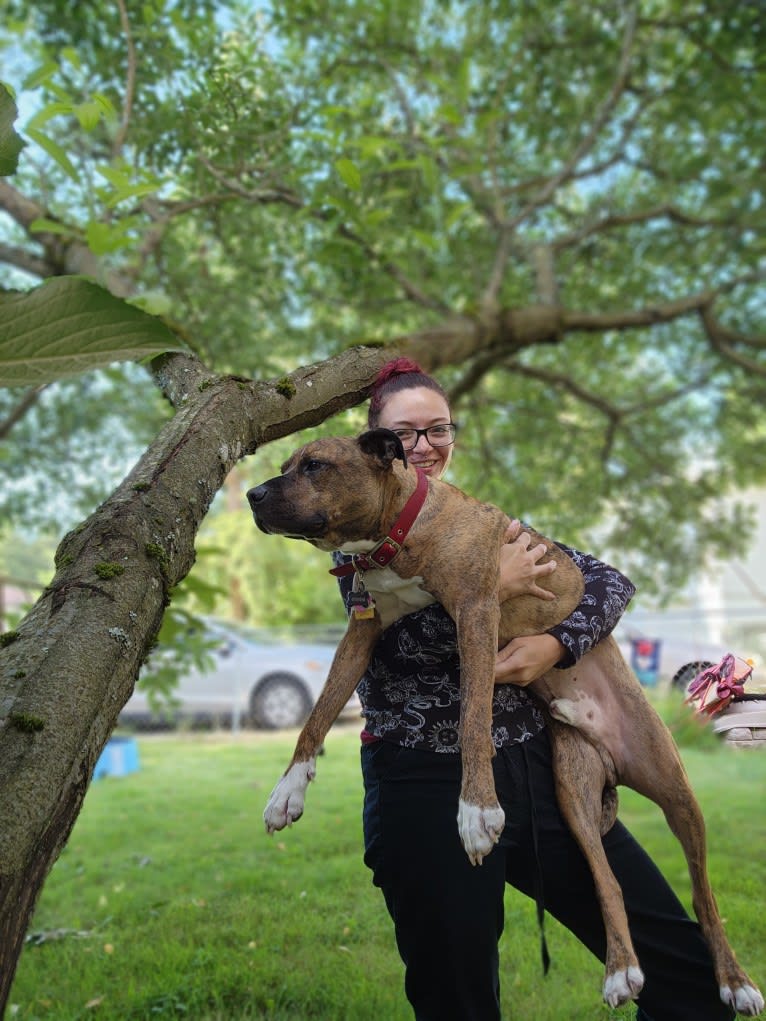 Rosco, an American Pit Bull Terrier tested with EmbarkVet.com