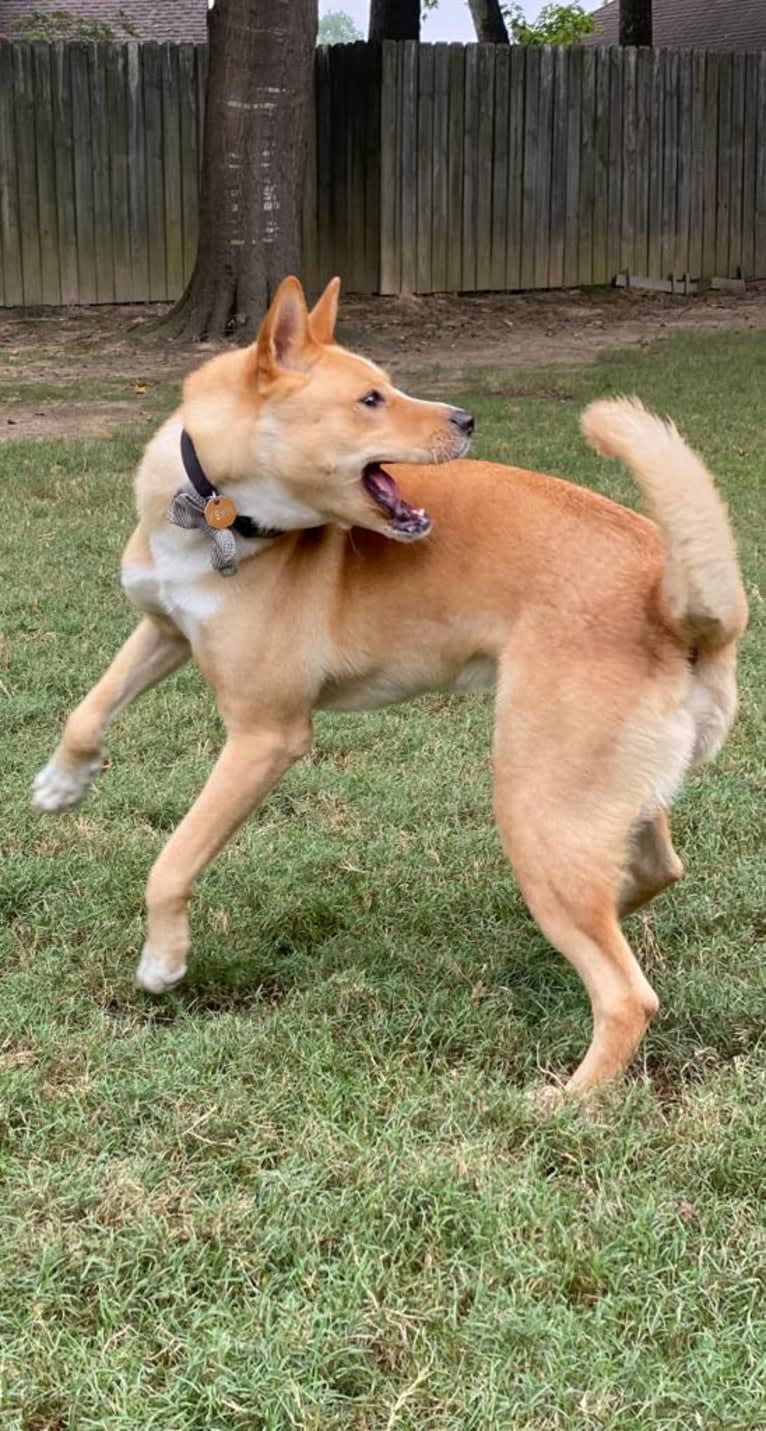 Kevin, an Akita and American Pit Bull Terrier mix tested with EmbarkVet.com