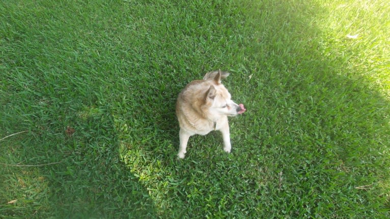 Lassie, a Pomeranian and Rat Terrier mix tested with EmbarkVet.com