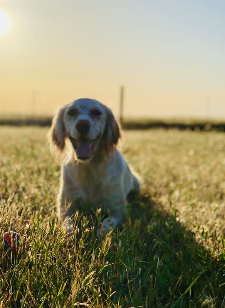 Argus, a Llewellin Setter tested with EmbarkVet.com