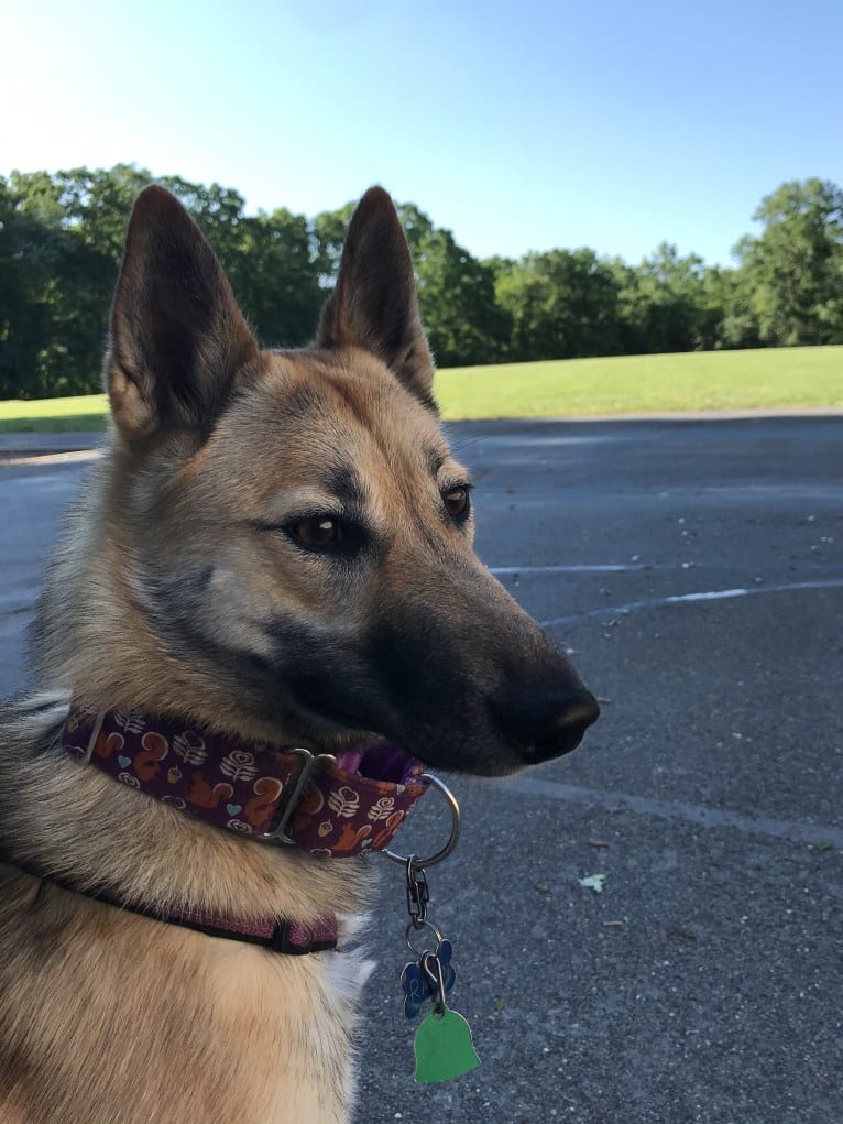 Raven, a West Siberian Laika tested with EmbarkVet.com