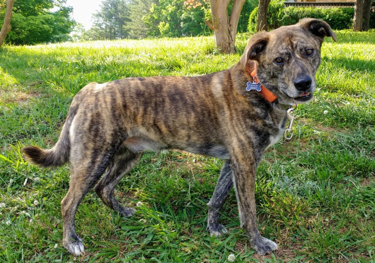 Roadie, a Labrador Retriever and Rottweiler mix tested with EmbarkVet.com