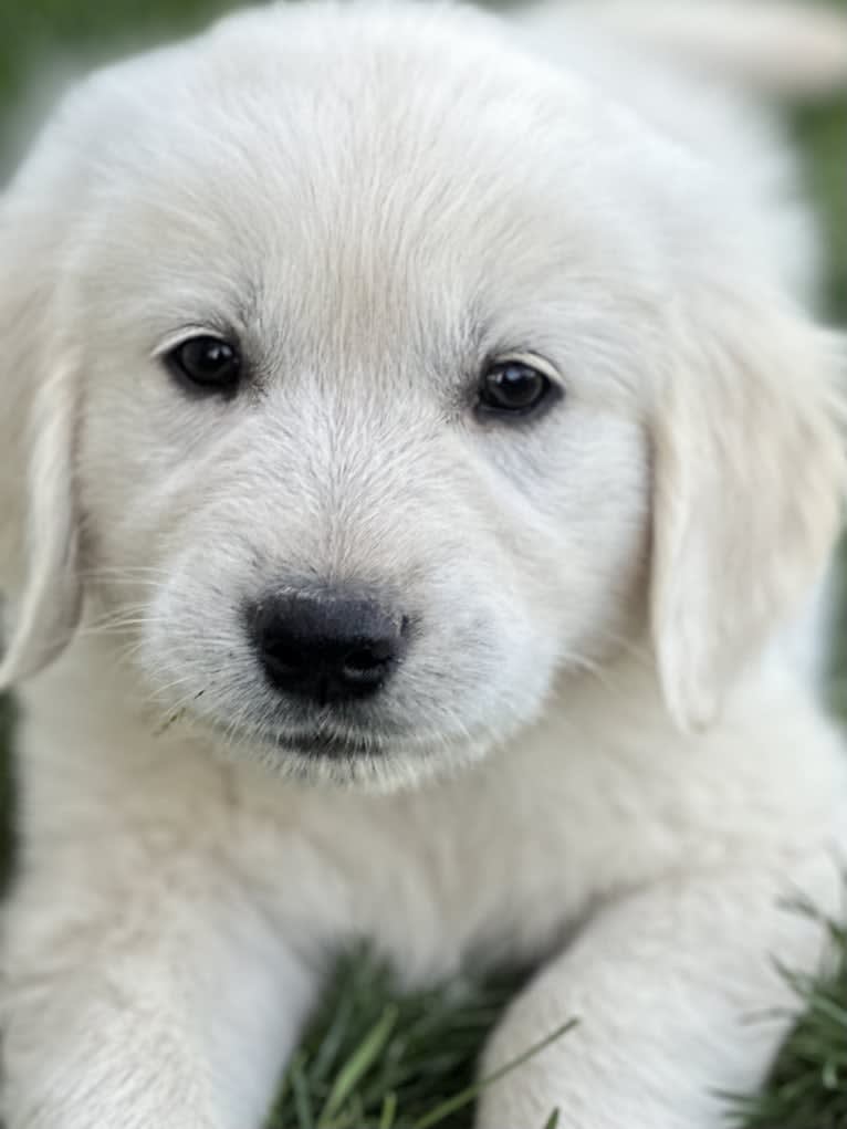 RIGGINS, a Golden Retriever tested with EmbarkVet.com