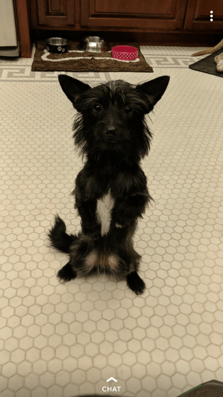 Cordelia, a Rat Terrier and Poodle (Small) mix tested with EmbarkVet.com