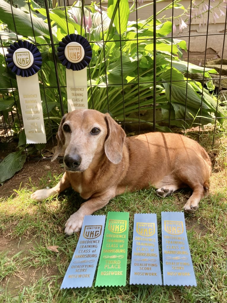 URO3 NI NE Jacob Levi RI SWA SHDNE CGCA TKP RATN RL1X RL2 RLV2X CW-ARA CW-DDA CW-Ob2A, a Dachshund tested with EmbarkVet.com