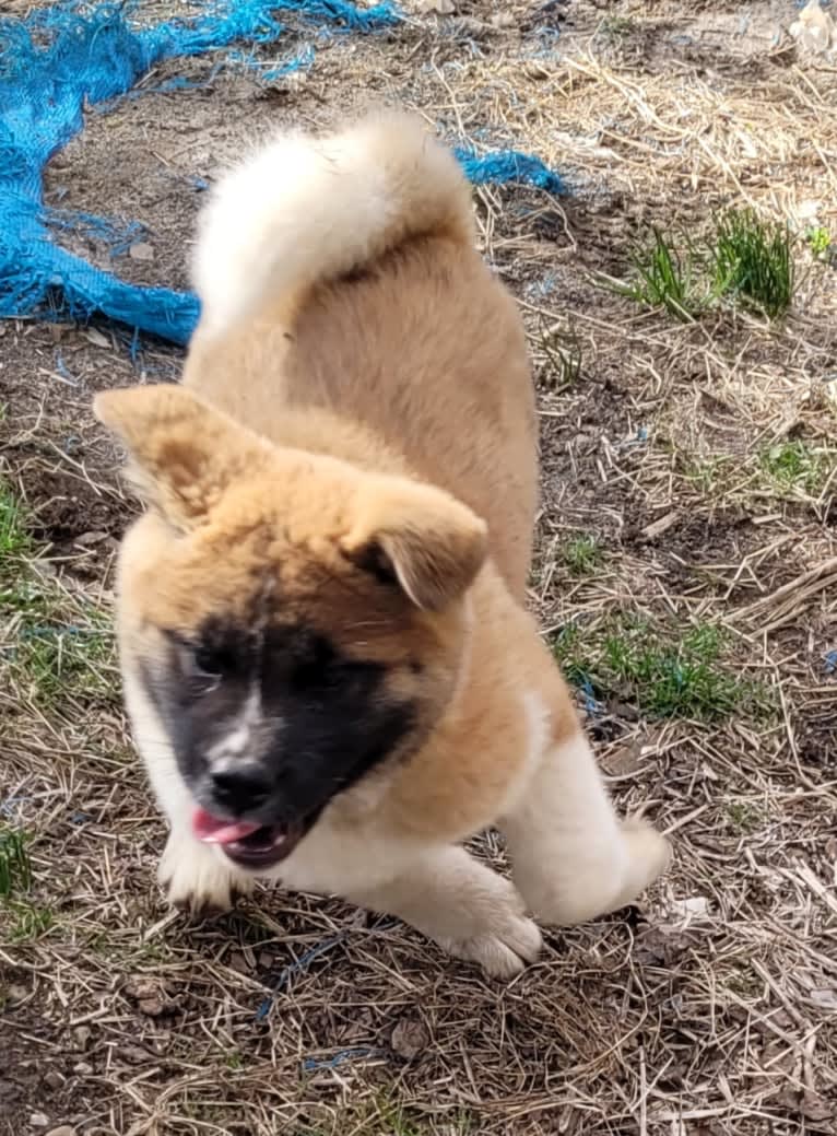 Geena, an Akita tested with EmbarkVet.com