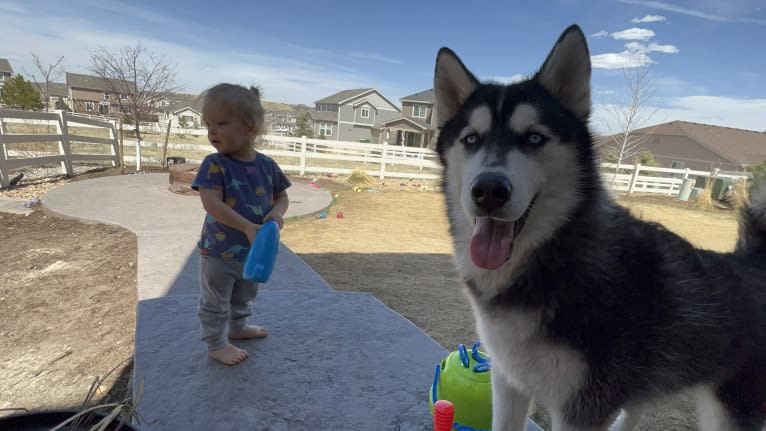 Drake Flynn, a Siberian Husky tested with EmbarkVet.com